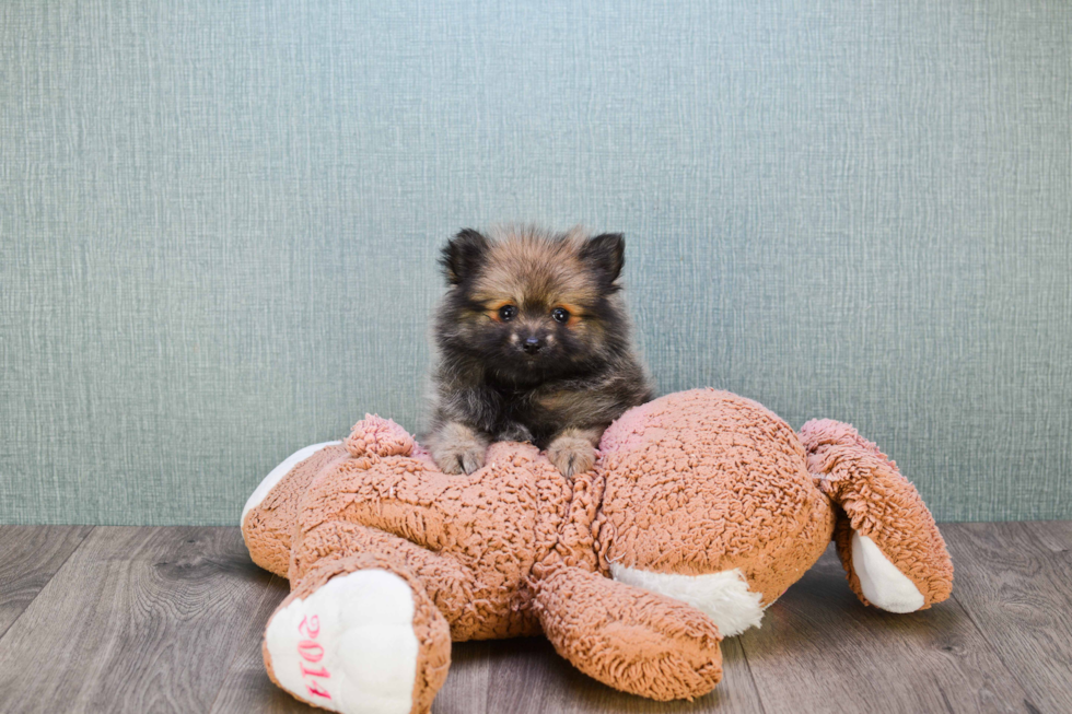 Popular Pomeranian Purebred Pup