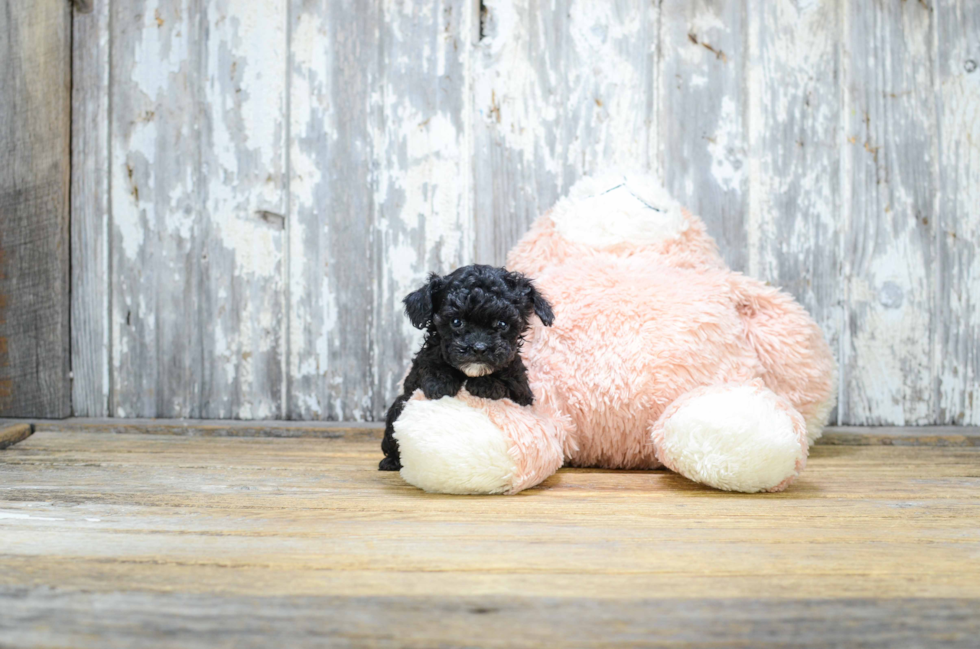 Poodle Pup Being Cute