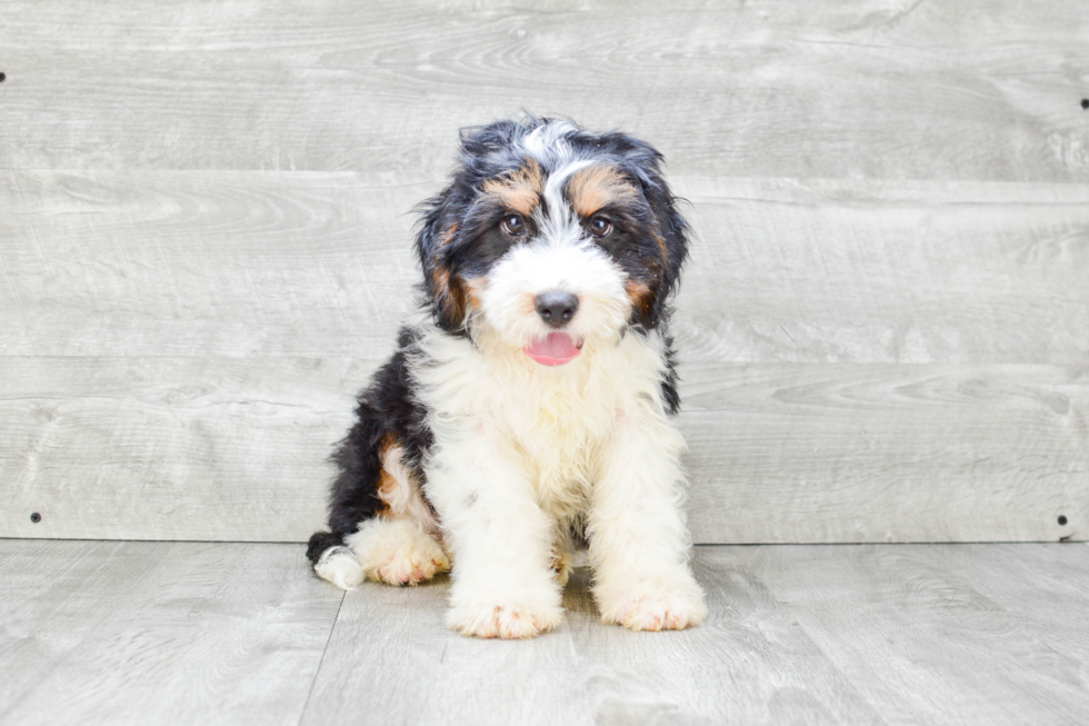 Best Mini Bernedoodle Baby