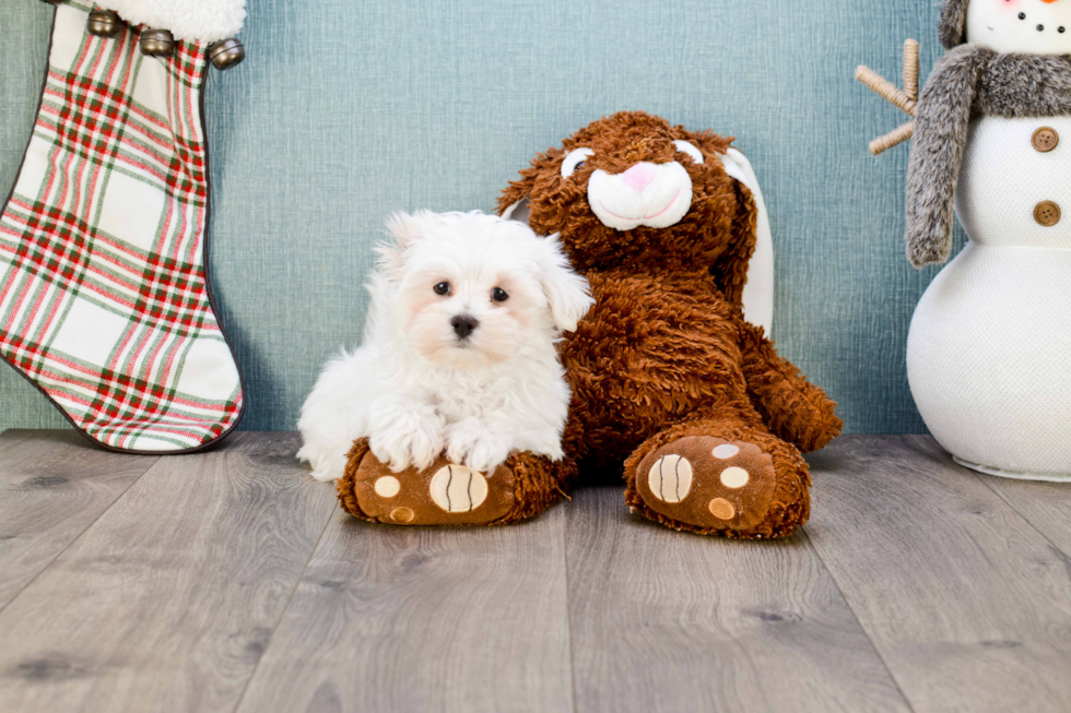 Maltese Puppy for Adoption