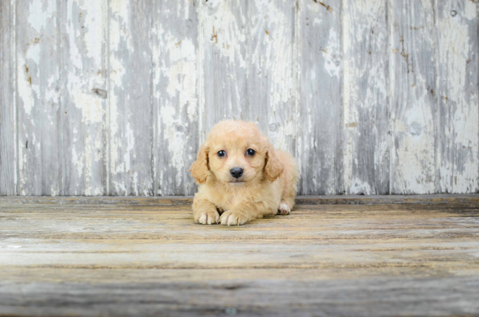 Hypoallergenic Cavoodle Poodle Mix Puppy