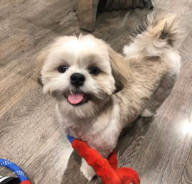 Shi-Chon Puppies For Sale - Premier Pups