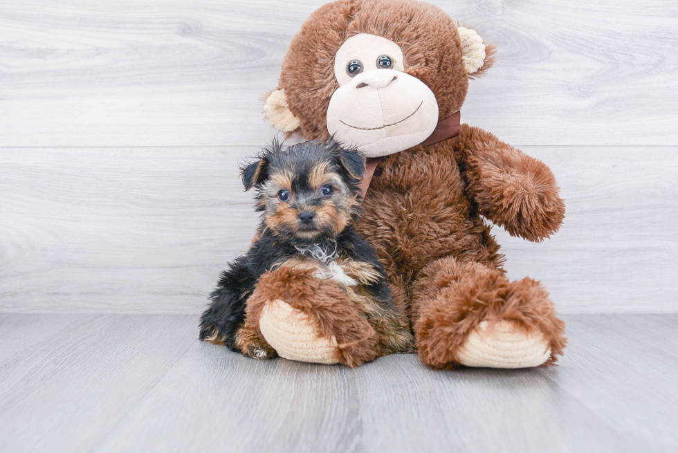 Hypoallergenic Yorkie Designer Puppy