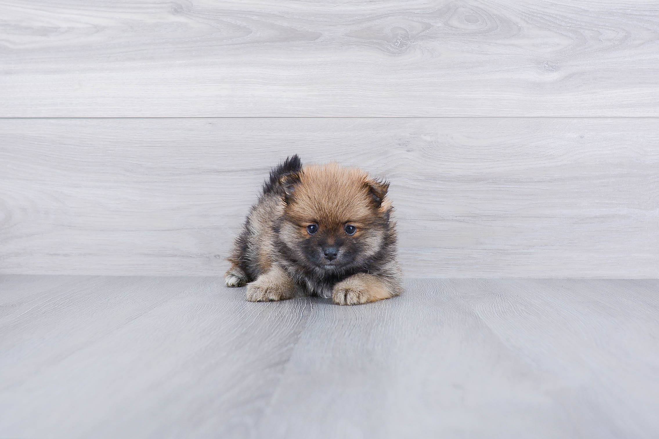 Pomeranian Pup Being Cute