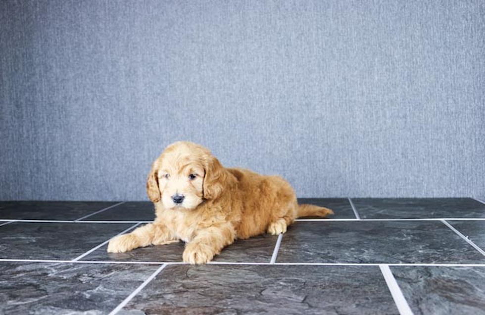 Friendly Mini Goldendoodle Baby