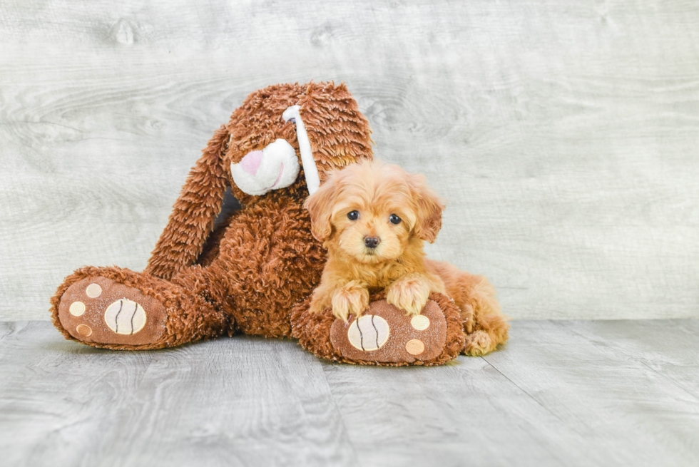 Cavapoo Puppy for Adoption