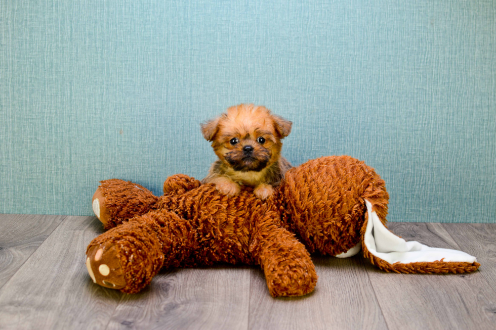 Cute Brussels Griffon Mix Puppy