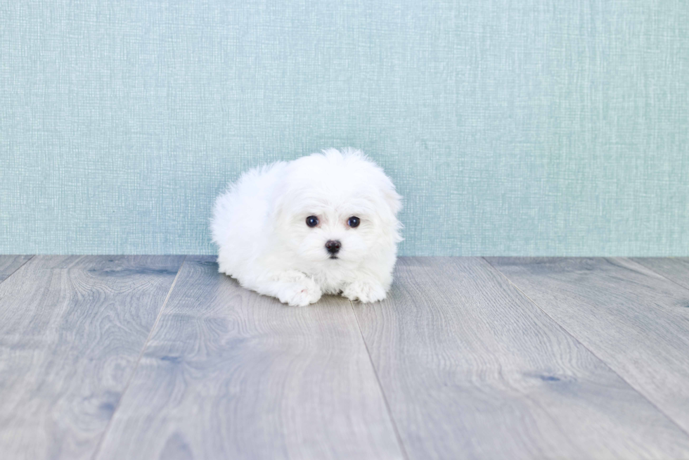 Maltese Puppy for Adoption