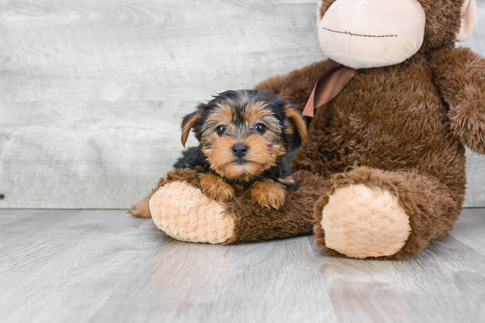 Meet Roxanna - our Yorkshire Terrier Puppy Photo 