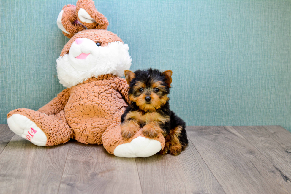 Meet Beckham - our Yorkshire Terrier Puppy Photo 