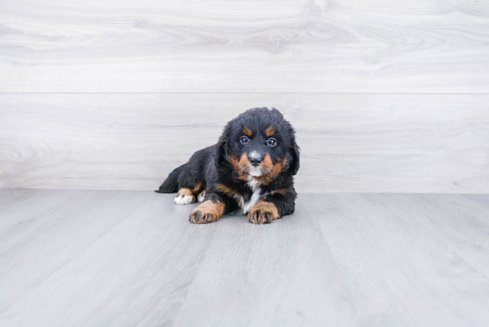 Cute Mini Bernedoodle Baby