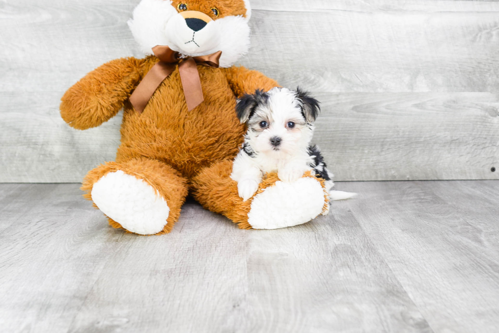 Morkie Pup Being Cute