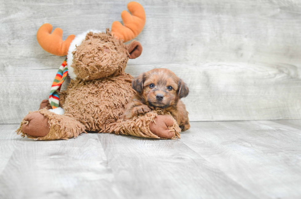 Popular Morkie Designer Pup