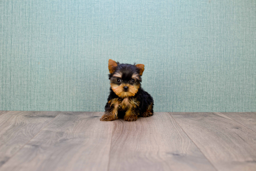 Meet Miss Perfection - our Yorkshire Terrier Puppy Photo 