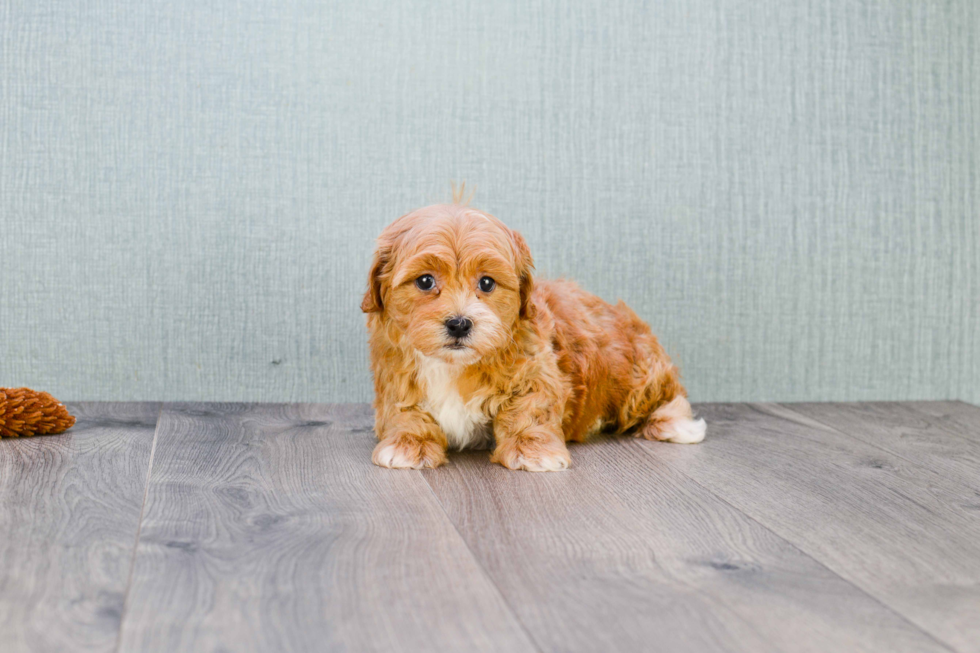Cavapoo Pup Being Cute