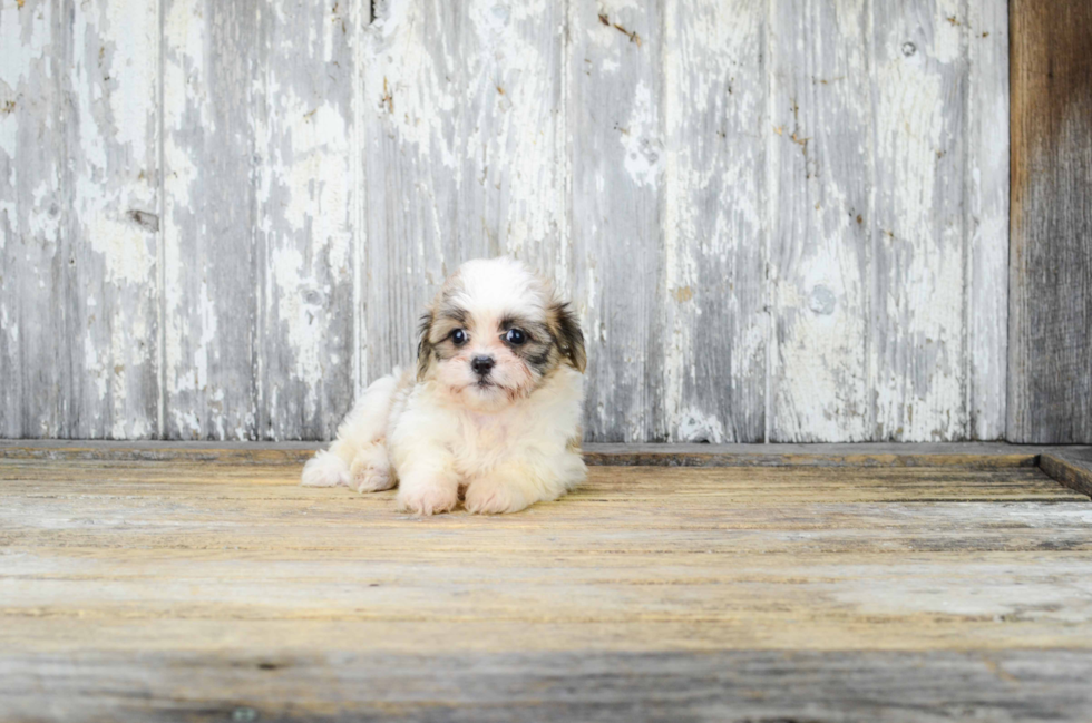 Cute Teddy Bear Baby