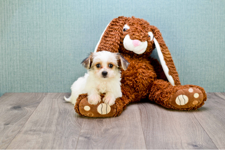 Morkie Puppy for Adoption