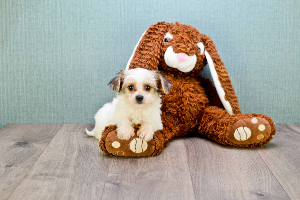 Morkie Puppy for Adoption