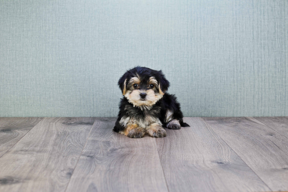 Sweet Morkie Baby