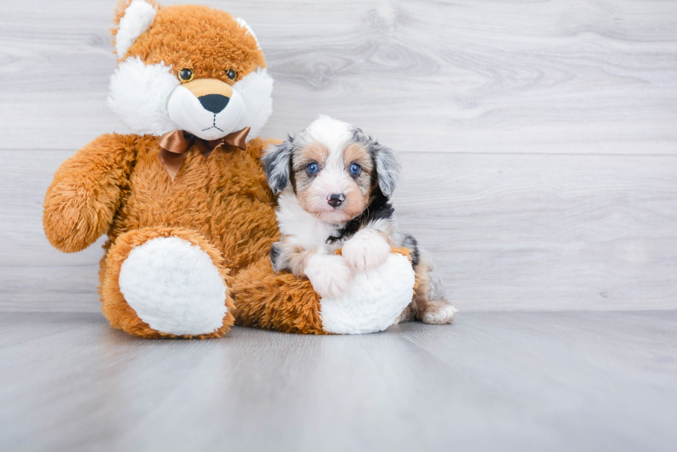 Playful Aussiepoo Poodle Mix Puppy