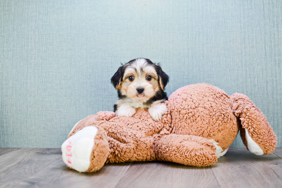 Popular Morkie Designer Pup