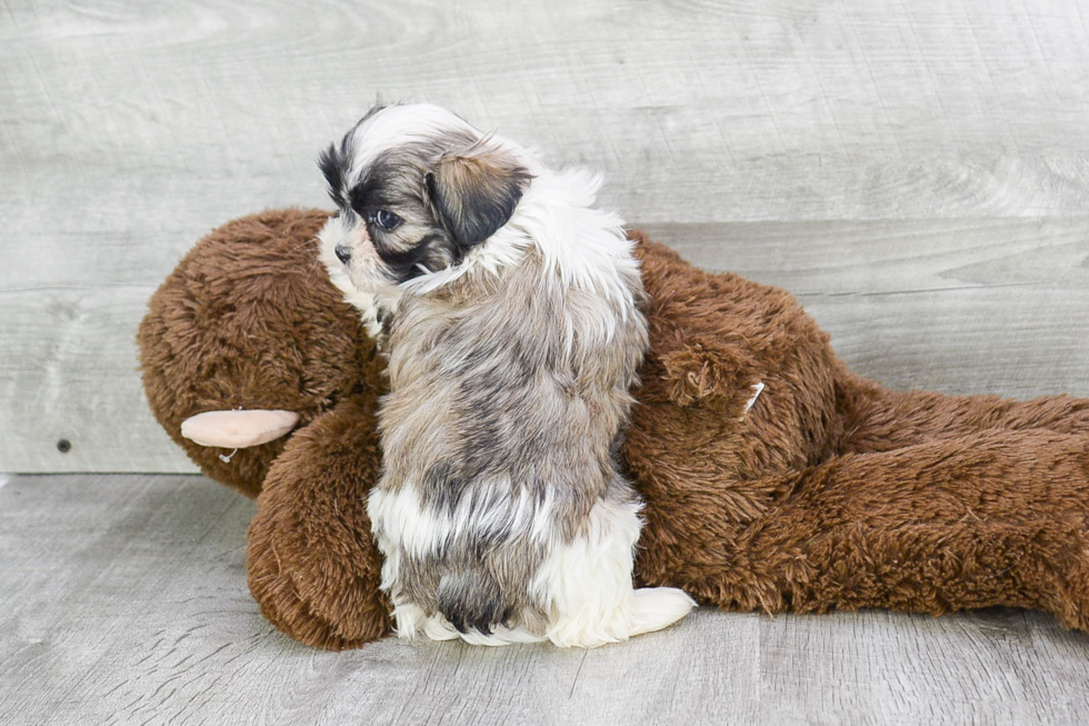 Teddy Bear Puppy for Adoption