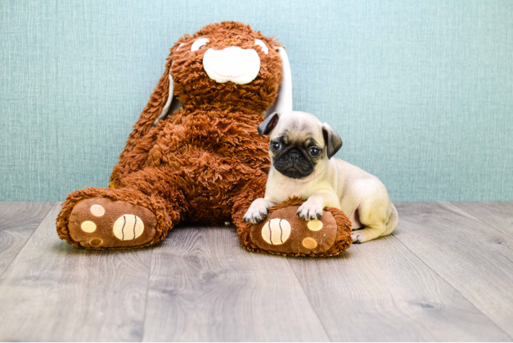 Funny Pug Baby