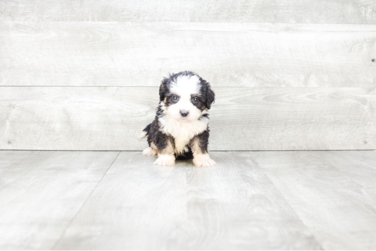 Hypoallergenic Bernadoodle Poodle Mix Puppy