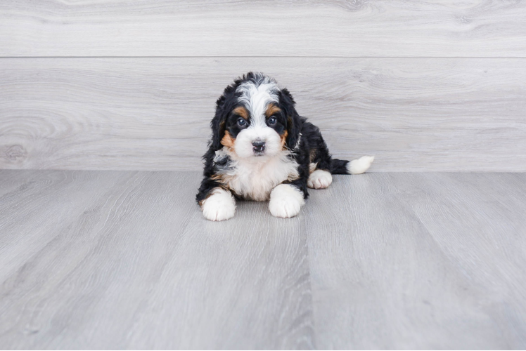 Mini Bernedoodle Pup Being Cute