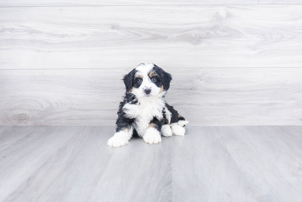 Mini Bernedoodle Pup Being Cute