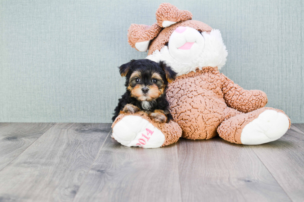 Small Morkie Baby