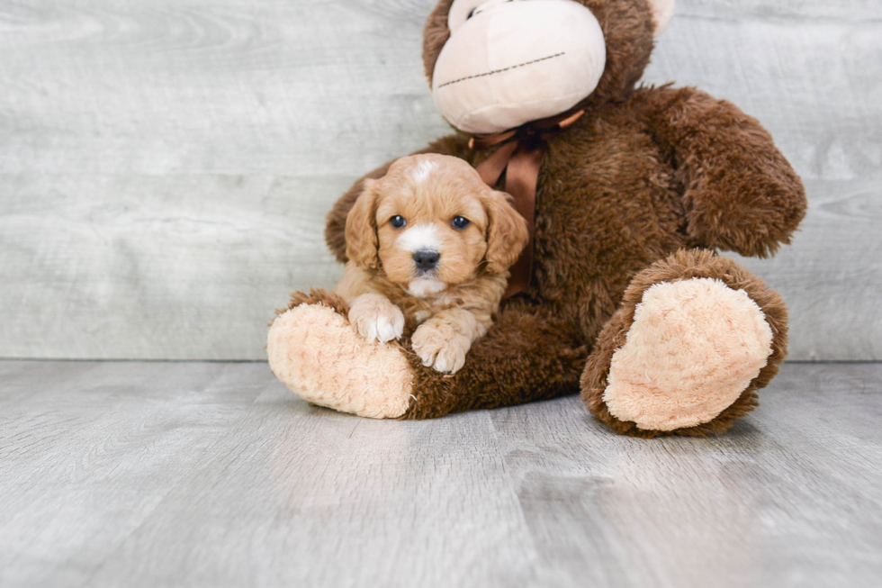 Cavapoo Puppy for Adoption