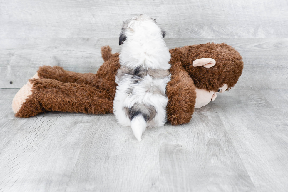 Funny Teddy Bear Designer Pup