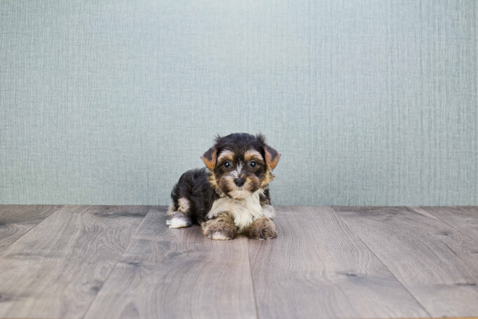 Morkie Pup Being Cute