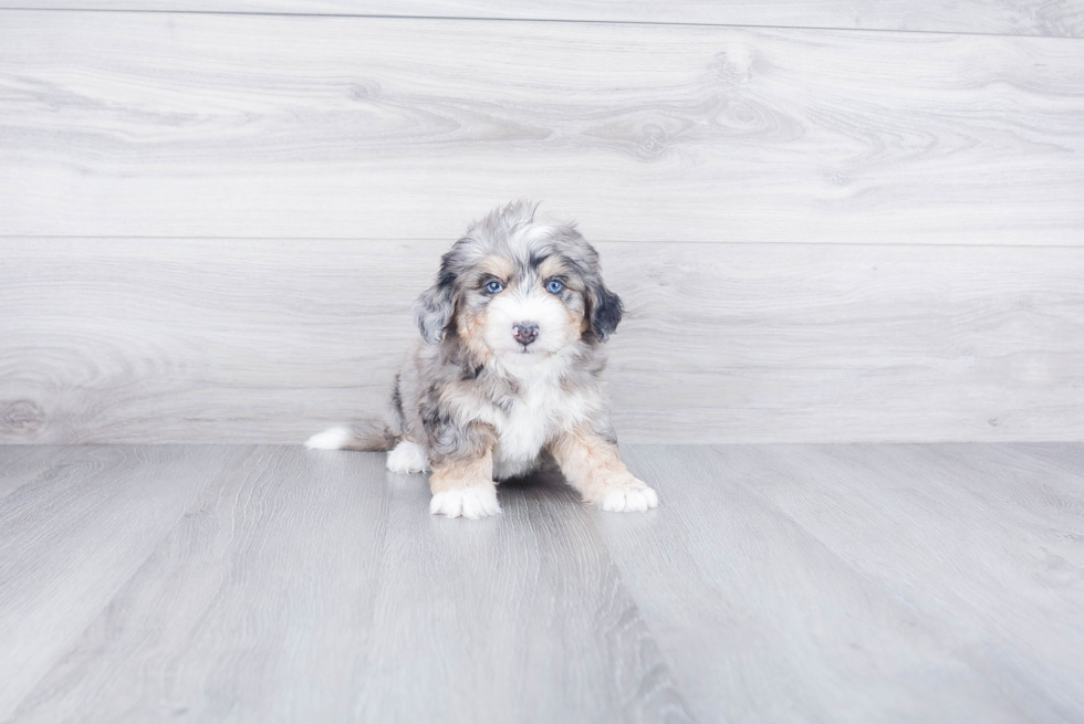 Fluffy Mini Bernedoodle Poodle Mix Pup