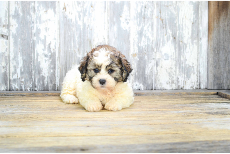 Teddy Bear Puppy for Adoption