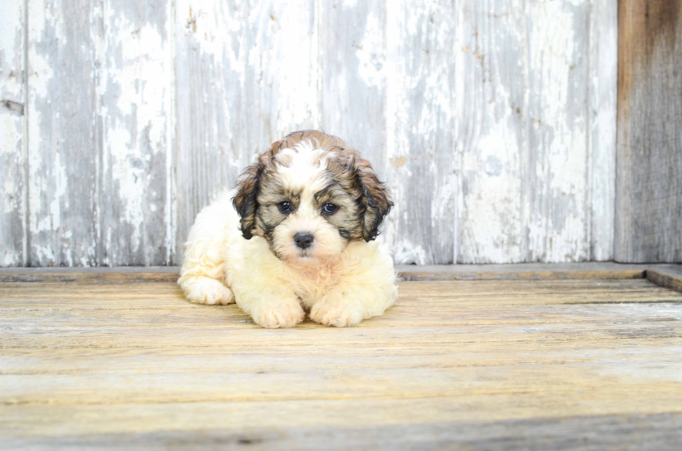 Teddy Bear Puppy for Adoption