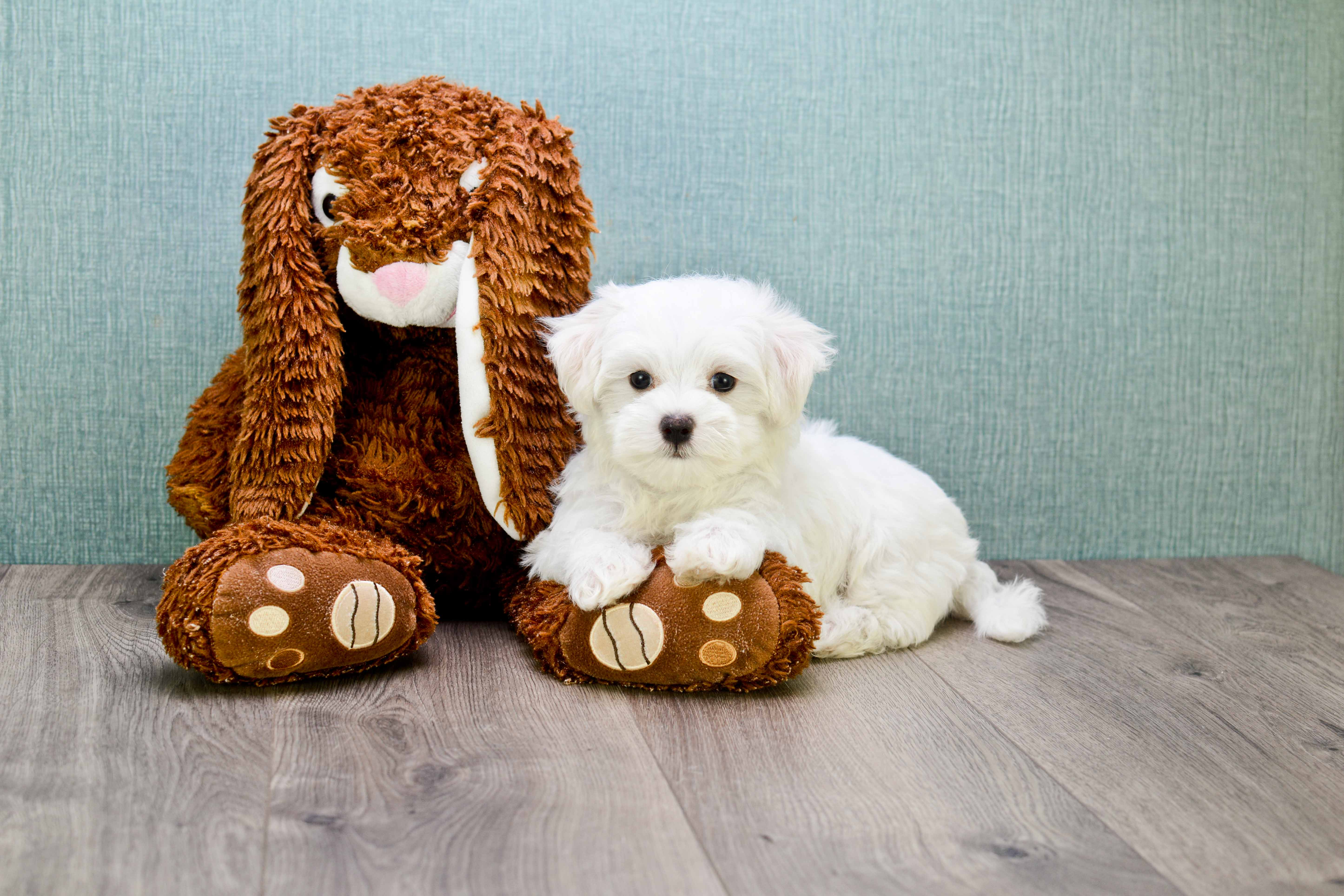 Little Maltese Baby
