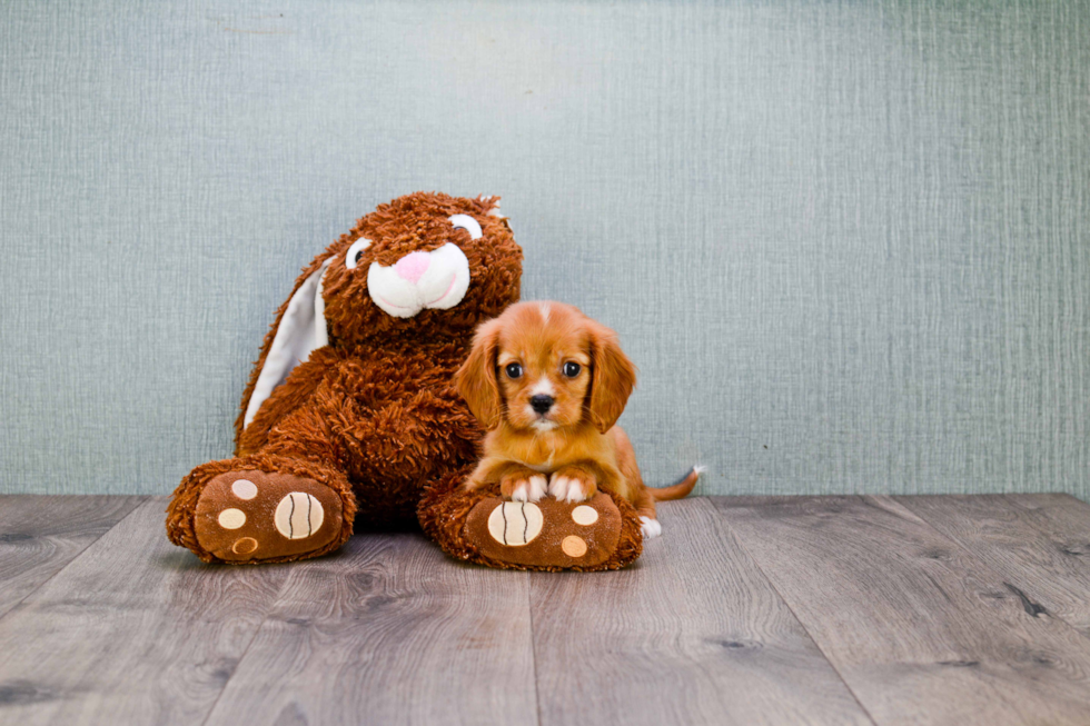 Cavalier King Charles Spaniel Pup Being Cute