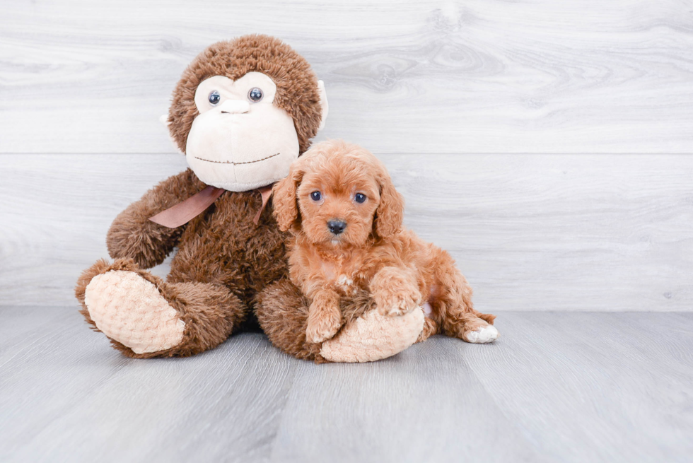 Best Cavapoo Baby