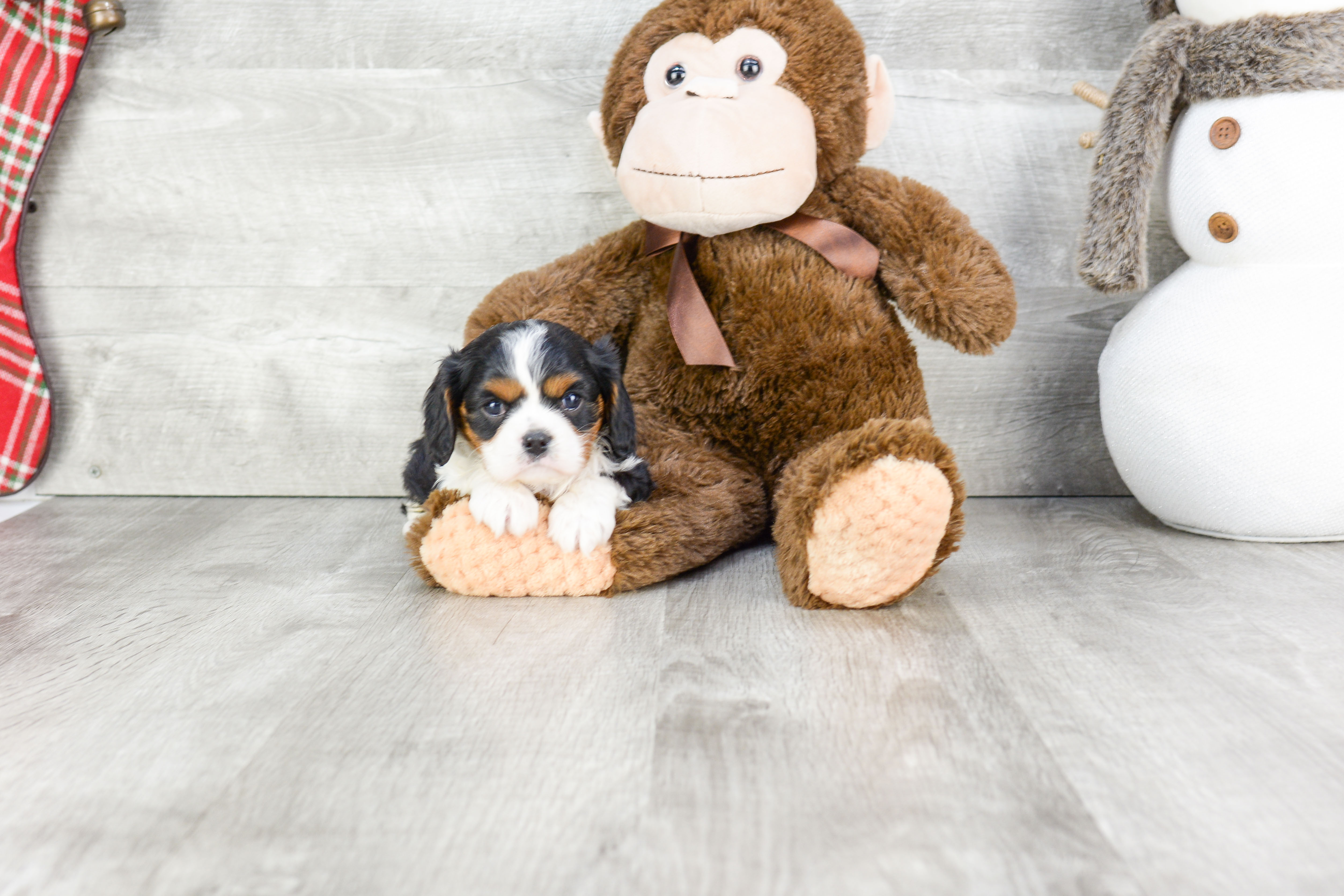 Akc Registered Cavalier King Charles Spaniel Baby