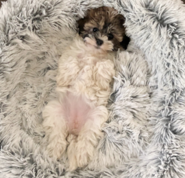 Poovanese Puppies For Sale - Premier Pups