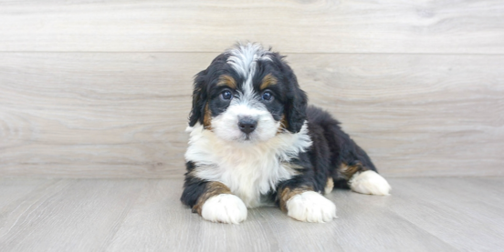 Generations of Mini Bernedoodles: Traits & Characteristics 