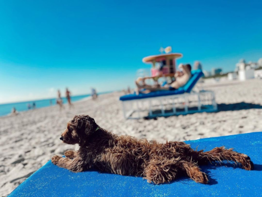 Do Cavapoos Love Water? Swimming Abilities & Safety Tips