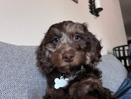 Do Cockapoos Bark a Lot? A Closer Look at Cockapoos 