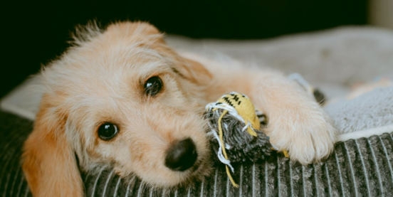 Unbelievable Tales of Dogs Stealing the Spotlight and Our Hearts!