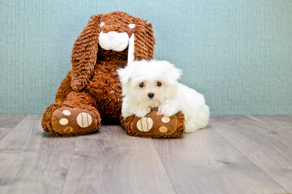 Adorable Maltese Purebred Puppy