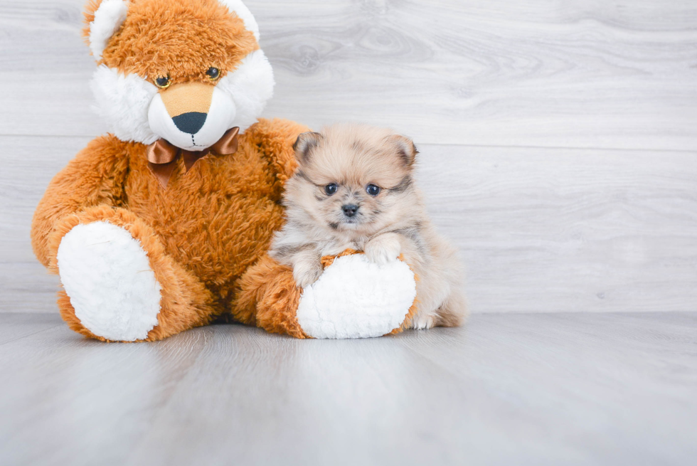 Akc Registered Pomeranian Purebred Pup