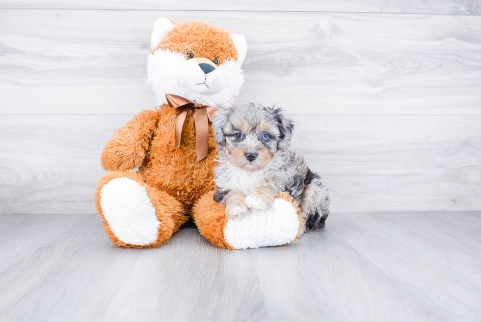 Mini Aussiedoodle Pup Being Cute
