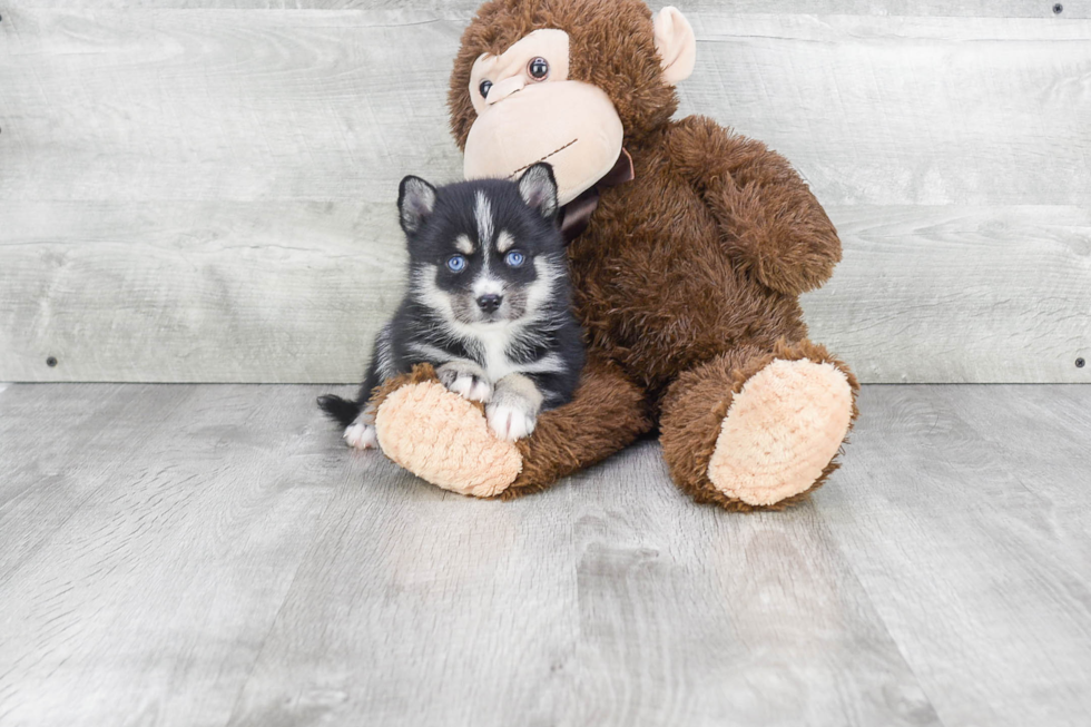 Little Mini Husky Designer Puppy